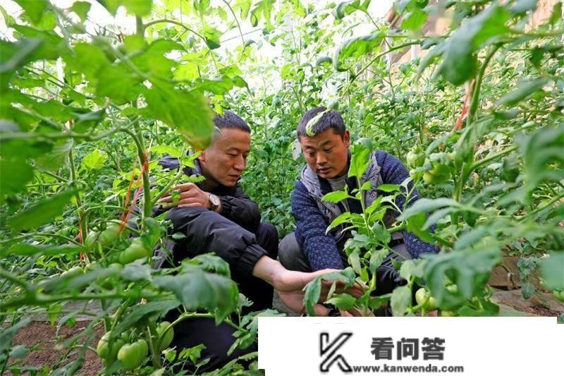 陕西泾阳三发小合伙创业，普罗旺斯西红柿成年货节爆款