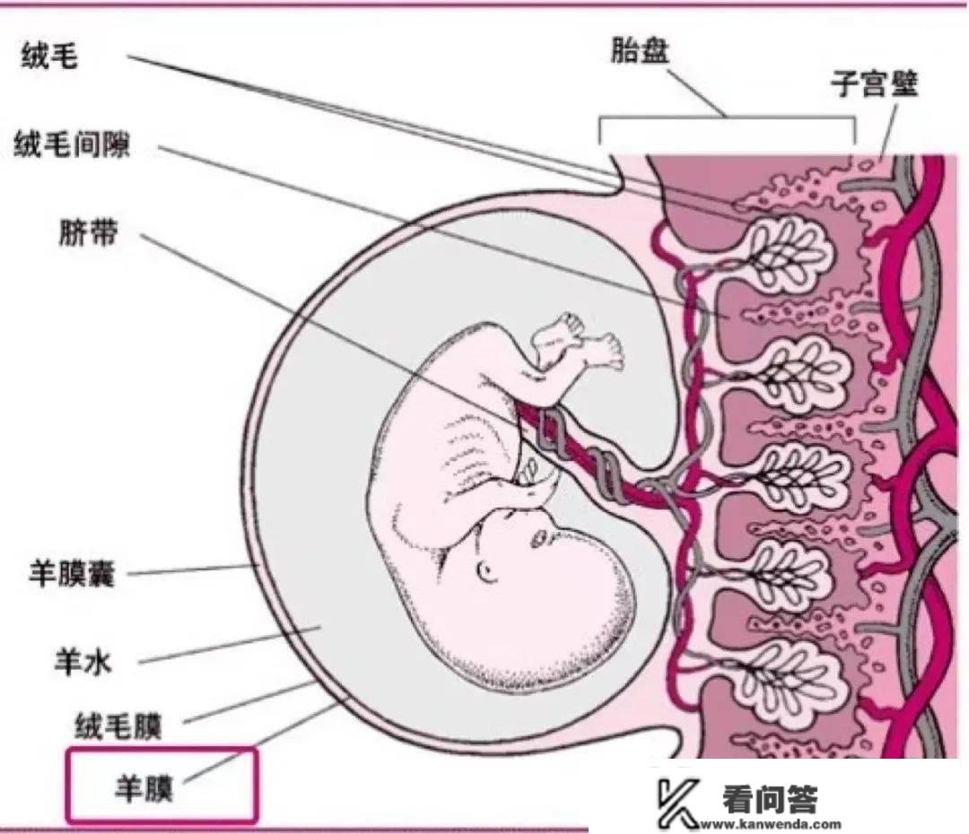 奇异！双胞胎在妈妈肚子里竟是如许生活的，不由得看了一边又一边