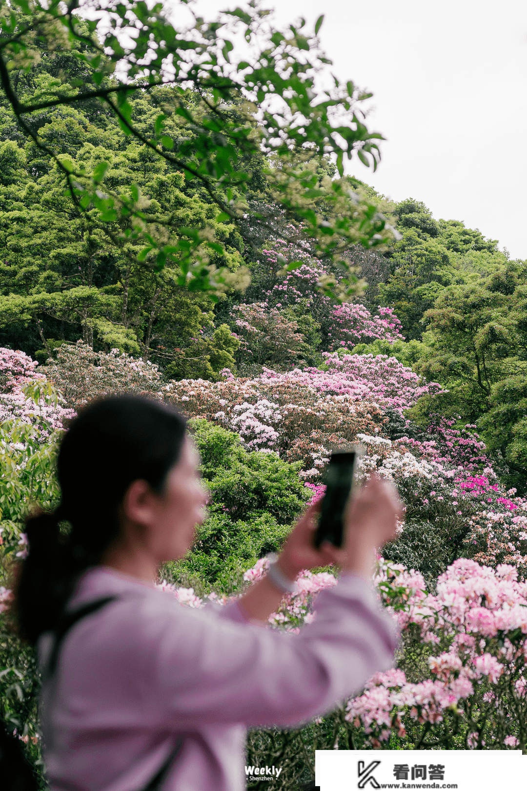 深圳「花海地图」，一年四时，每月差别！