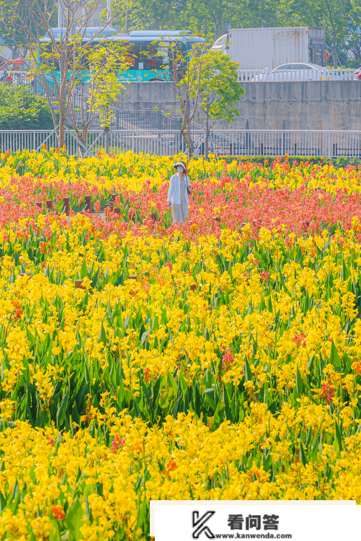 深圳「花海地图」，一年四时，每月差别！