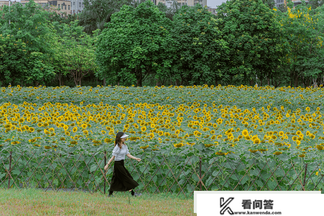 深圳「花海地图」，一年四时，每月差别！