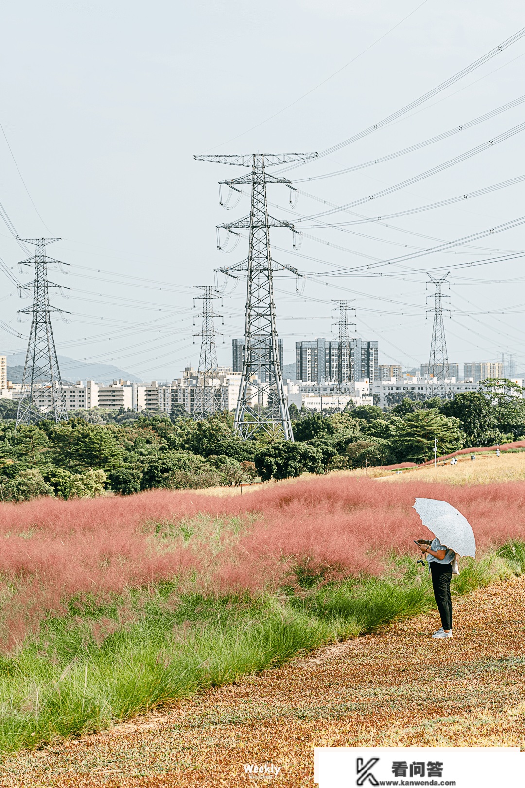 深圳「花海地图」，一年四时，每月差别！