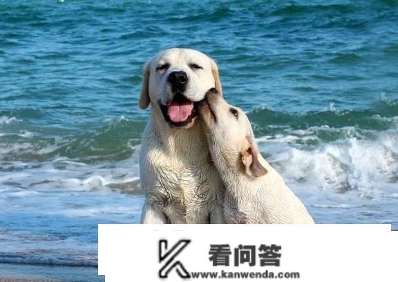 拉布拉多犬的价格：几钱一只？