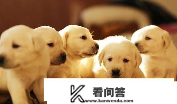 拉布拉多犬的价格：几钱一只？