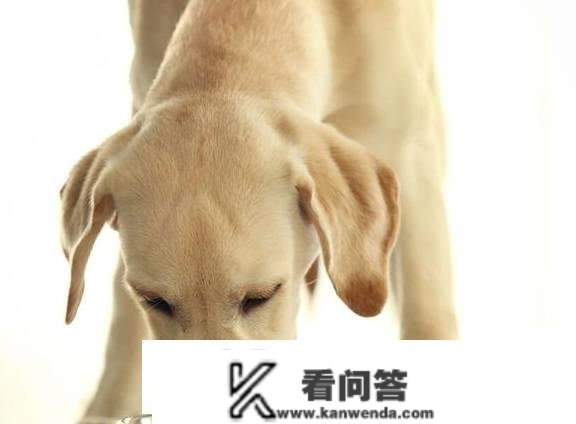 拉布拉多犬的价格：几钱一只？