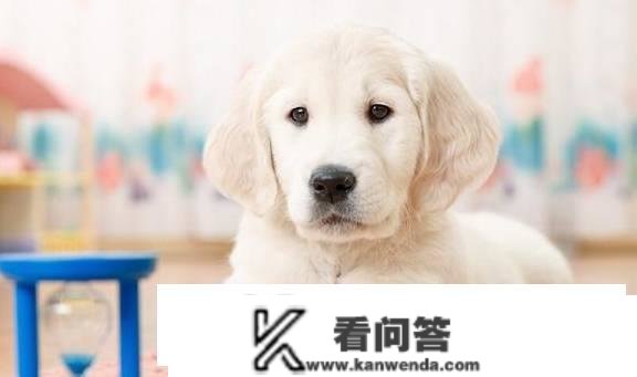 拉布拉多犬的价格：几钱一只？