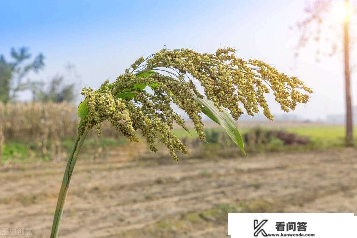 我爸曾经愚孝又爱体面，外婆和舅妈接济着我们，后来他想开了