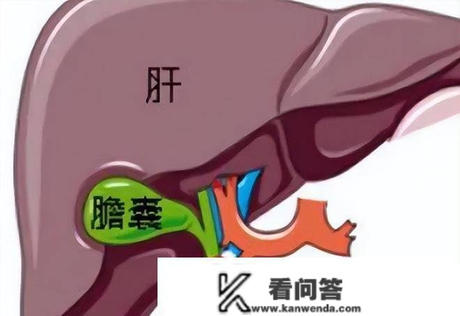 人体有6个器官能够“拿掉”，不会影响一般生活，是不是实的？