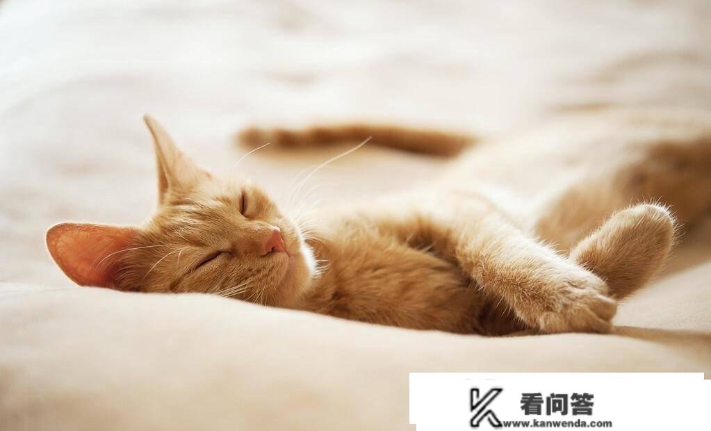 猫晚上睡觉吗？是若何睡觉的，睡眠的时间有多长