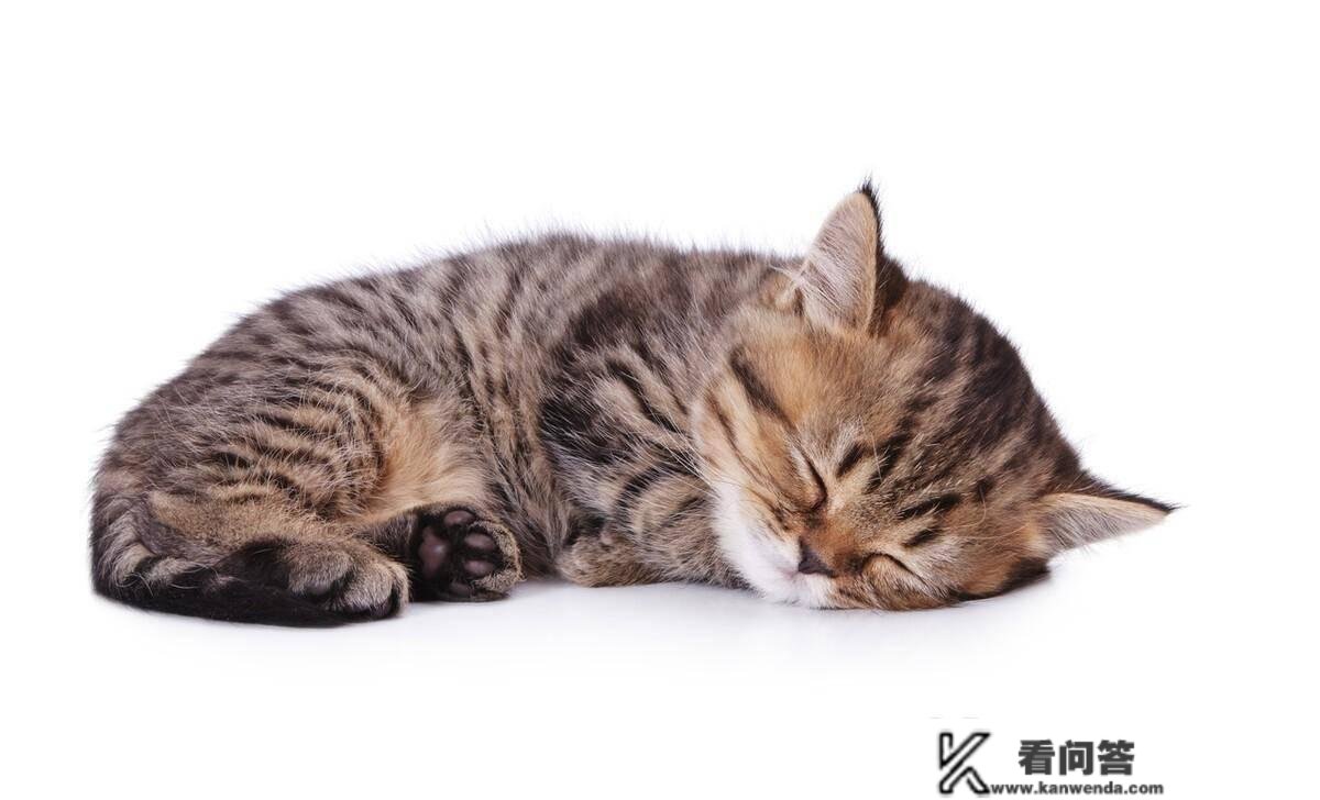 猫晚上睡觉吗？是若何睡觉的，睡眠的时间有多长