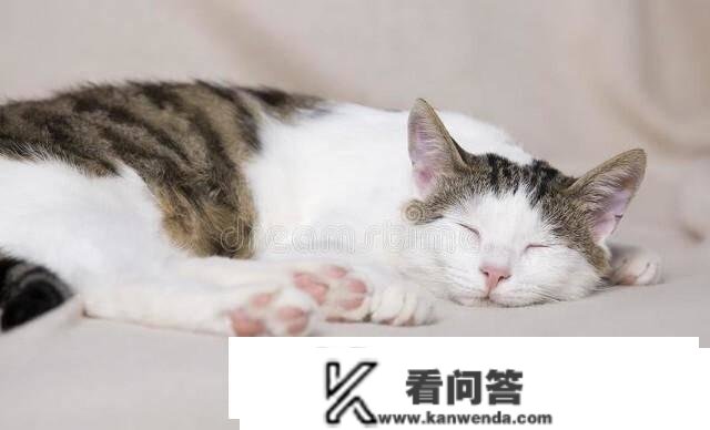 猫晚上睡觉吗？是若何睡觉的，睡眠的时间有多长