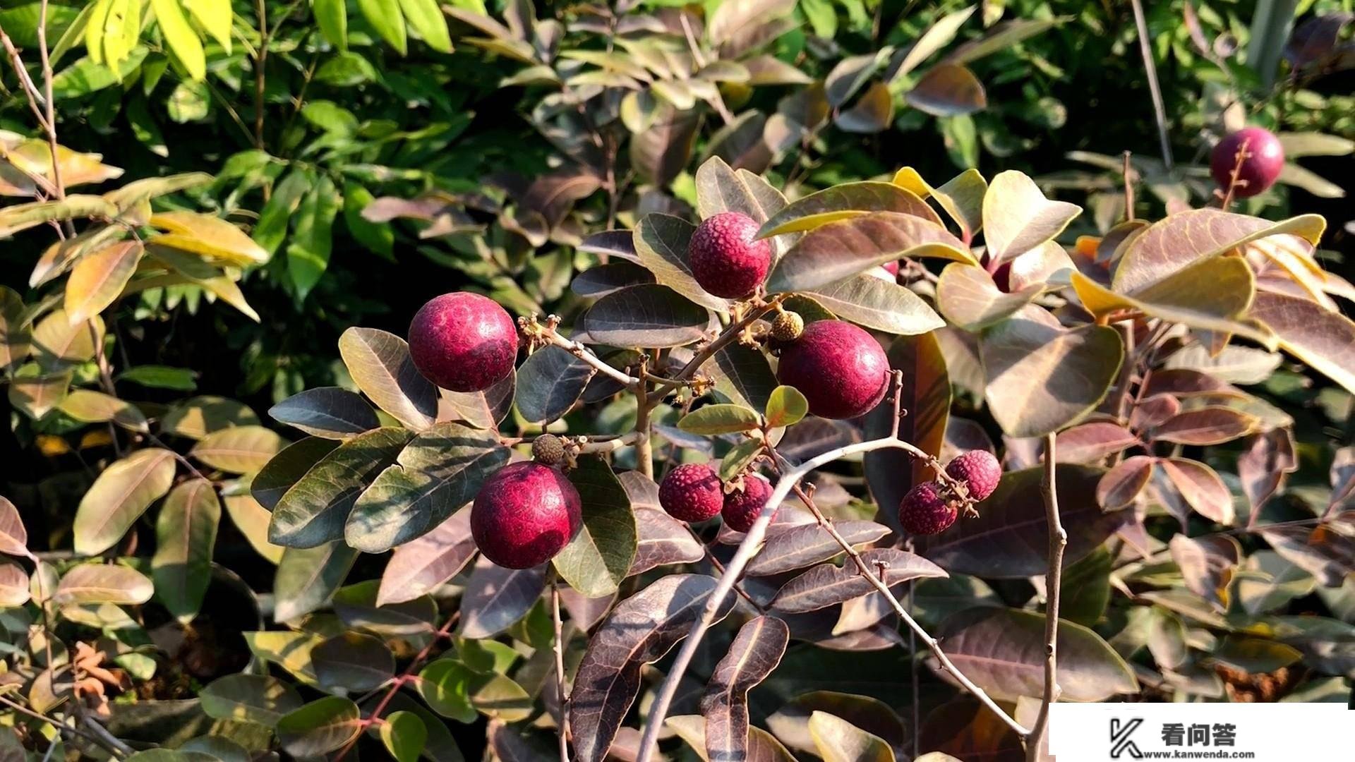 在家里种植果树苗，有什么讲究吗？我来教你果树的寓意有哪些