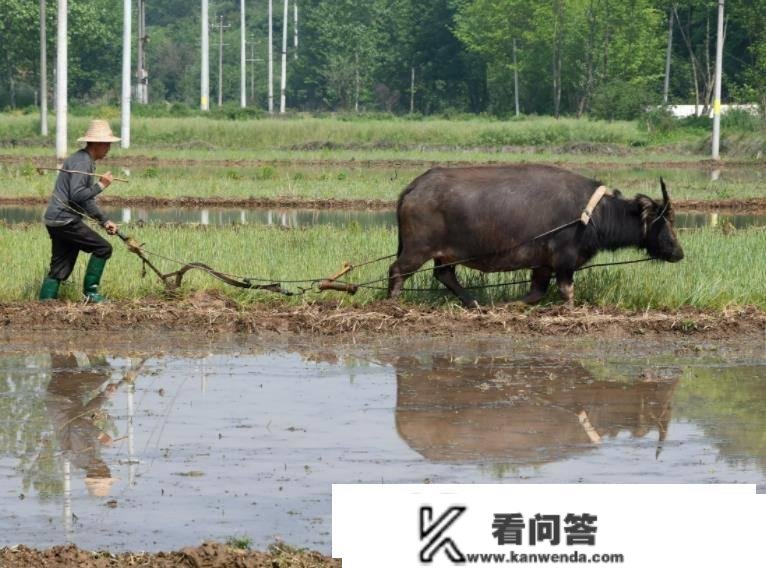 中华传统文化，“龙昂首”碰上“闰二月”，有啥特殊的讲究吗？