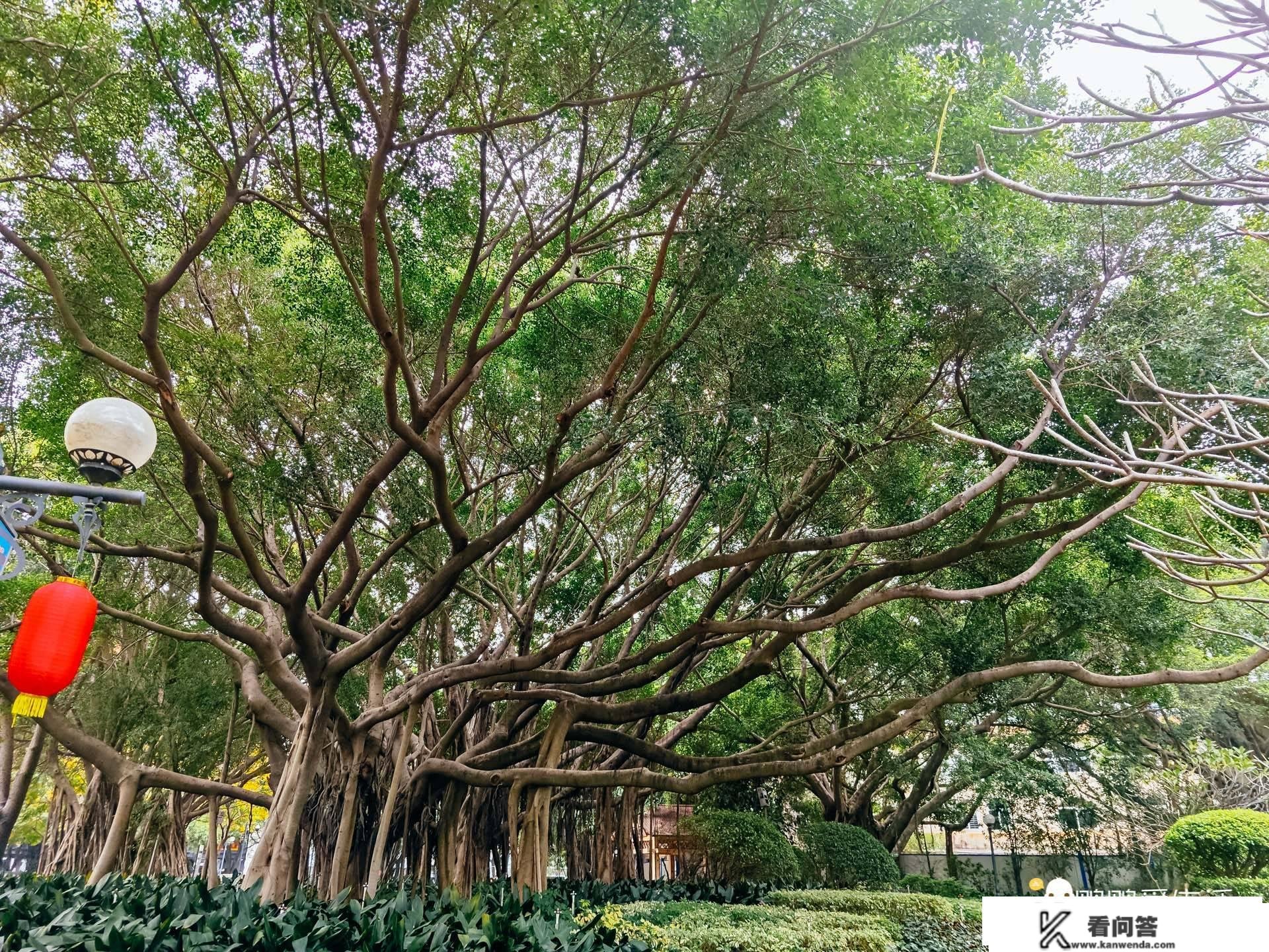 春节到，厦门市区老牌公园落羽杉正艳年味浓，吸引浩瀚旅客来打卡