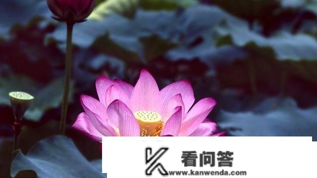 为何释教用莲花而不是荷花？荷与莲两者之间到底有什么底子区别？