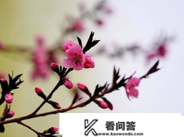 春之曲｜春暖花开 依梦相逢（诗词十一首）