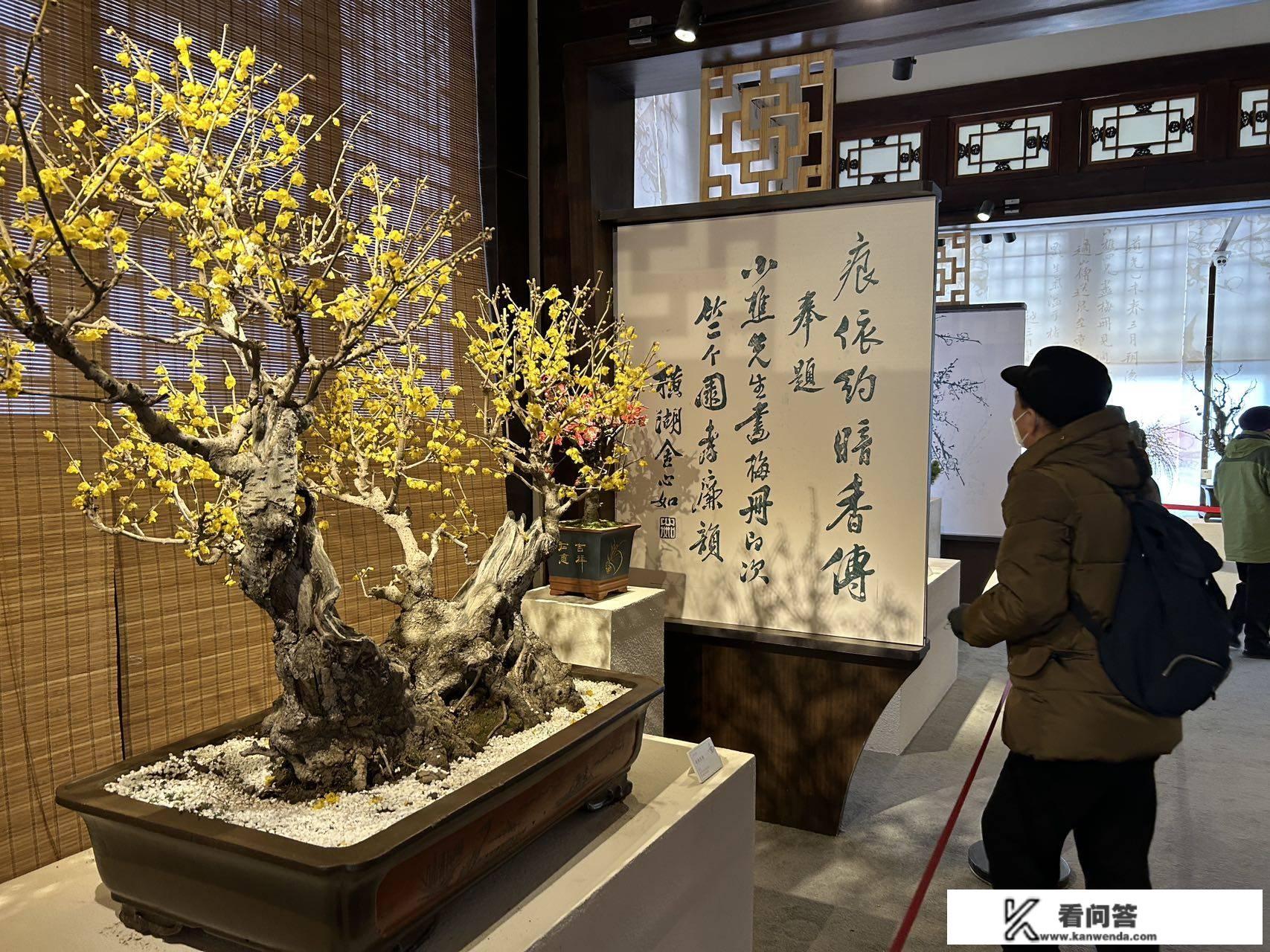 时隔两年，颐和园梅花“传春报喜”