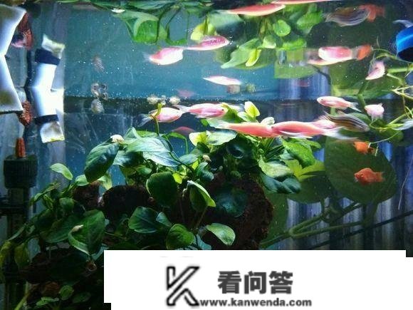 欣赏虾缸造景开缸小技巧