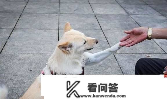 文明养犬，花果园“铲屎官”如许做