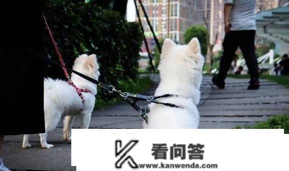 文明养犬，花果园“铲屎官”如许做