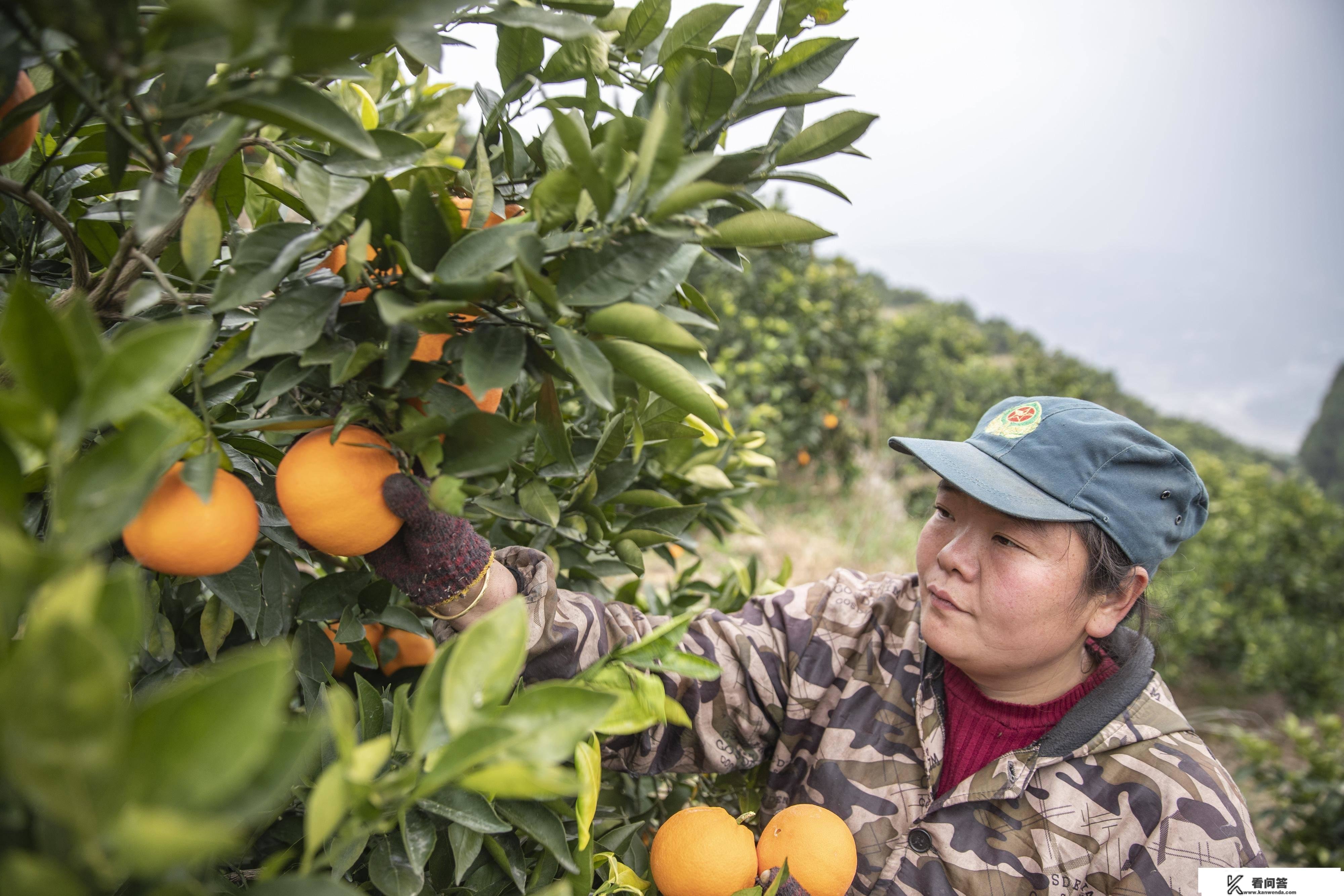 （经济）重庆奉节：脐橙进入收成季 转型晋级促增收