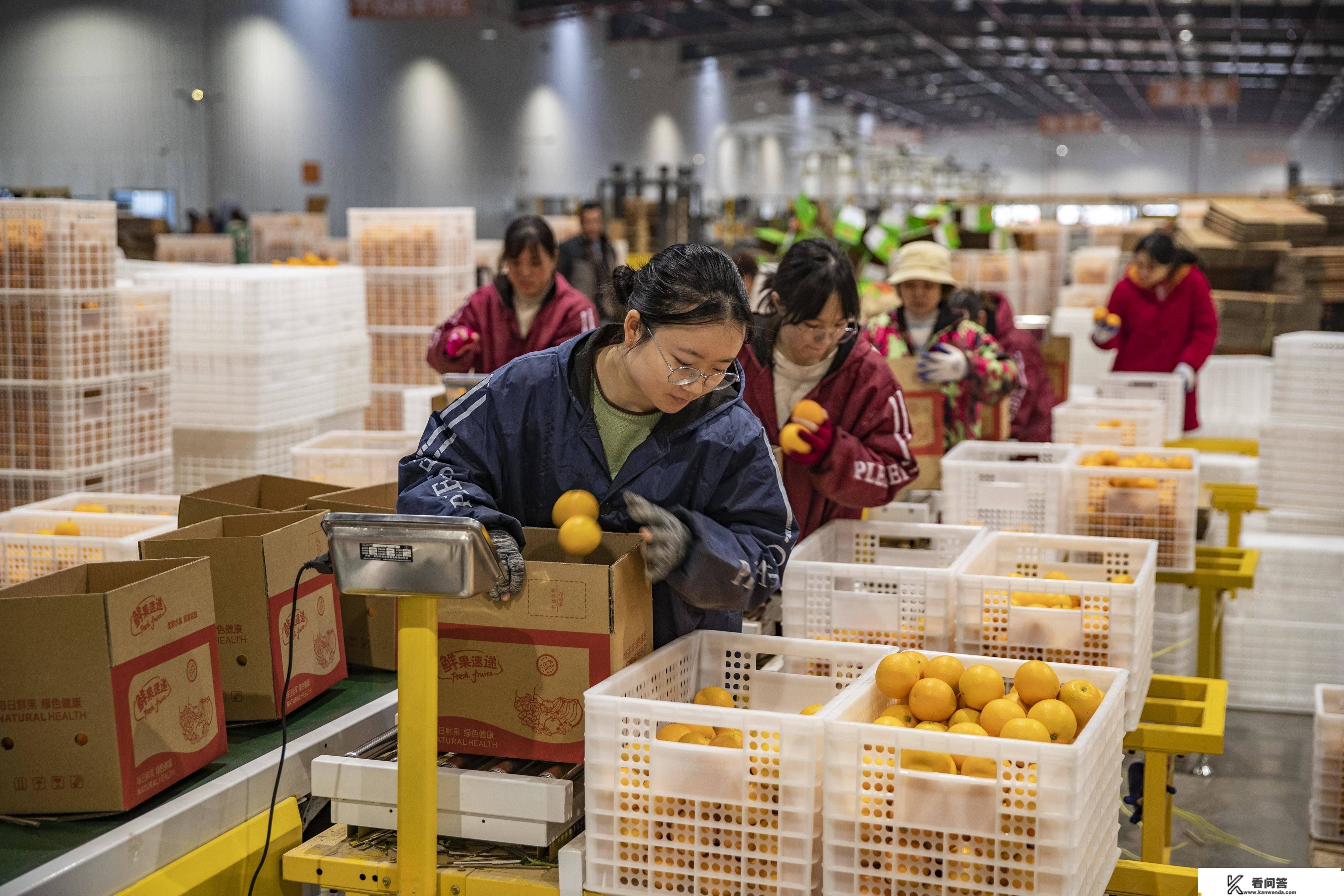 （经济）重庆奉节：脐橙进入收成季 转型晋级促增收