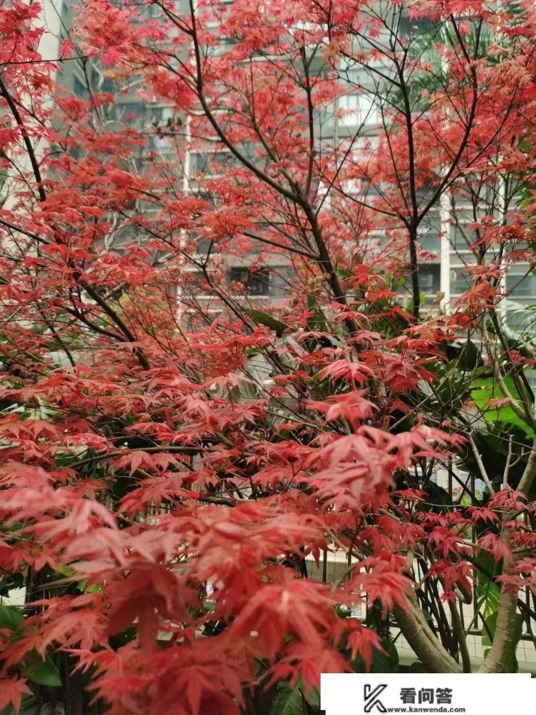 王滋文||苏幕遮.桂林春景感念（外一首）