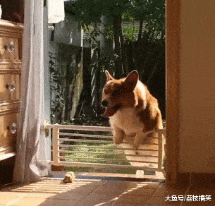 搞笑GIF：那马的待遇实好，住着奢华单间