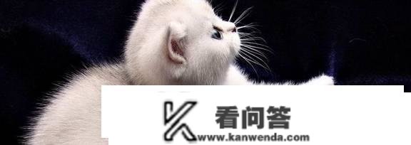 猫能用红霉素软育吗？红霉素眼膏猫能够用吗