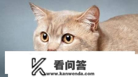 猫能用红霉素软育吗？红霉素眼膏猫能够用吗