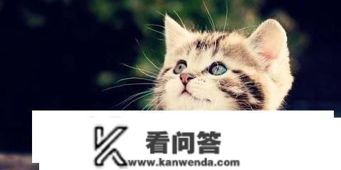 猫能用红霉素软育吗？红霉素眼膏猫能够用吗