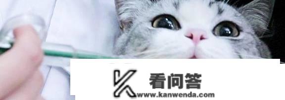 阿莫西林猫能用吗？猫用阿莫西林留意事项