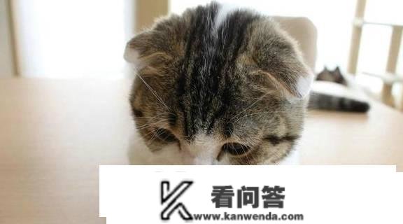 阿莫西林猫能用吗？猫用阿莫西林留意事项