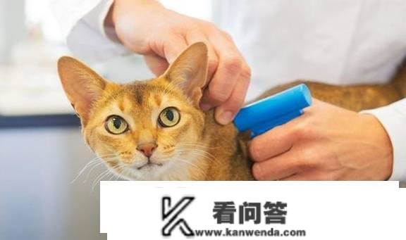 阿莫西林猫能用吗？猫用阿莫西林留意事项