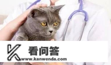 阿莫西林猫能用吗？猫用阿莫西林留意事项