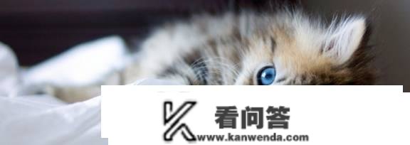 猫能用红霉素软膏吗？为什么