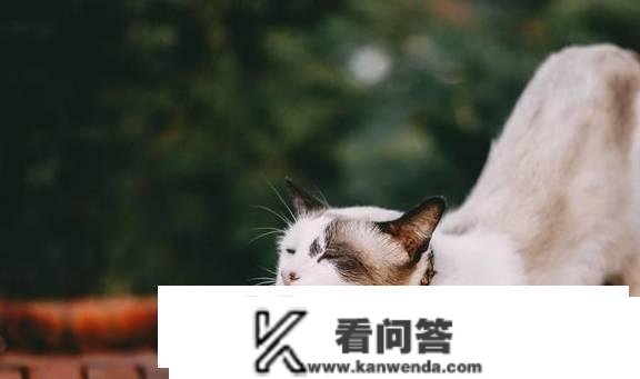 猫能用红霉素软膏吗？为什么