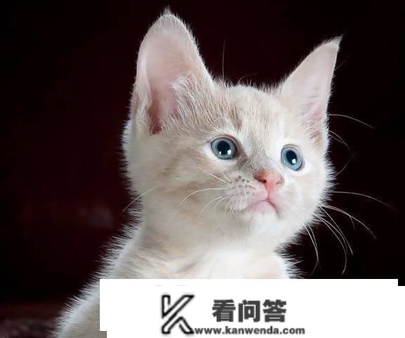 猫拉稀能用行泻药吗