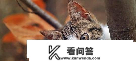 猫拉稀能用行泻药吗