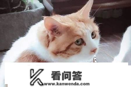 日本田园猫的泪痕能用温水擦掉吗，猫咪的泪痕温水能去除吗