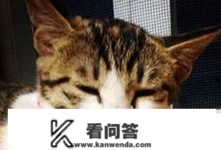 日本田园猫的泪痕能用温水擦掉吗，猫咪的泪痕温水能去除吗