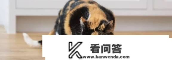 猫用了我的杯子我还能用吗？能够和猫咪共用餐具吗