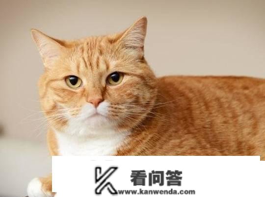 猫用了我的杯子我还能用吗？能够和猫咪共用餐具吗