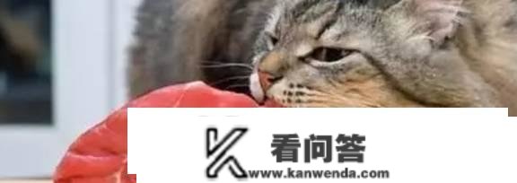 猫用了我的杯子我还能用吗？能够和猫咪共用餐具吗