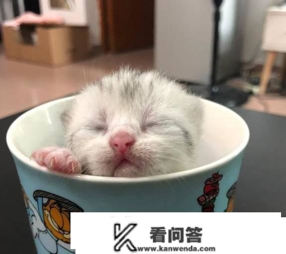 猫用了我的杯子我还能用吗？能够和猫咪共用餐具吗