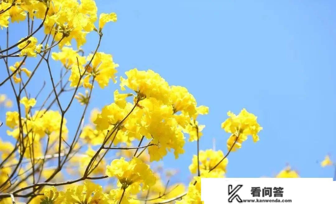 惠州游览 | 我想去看穿越乡野的风，在春天有几种颜色