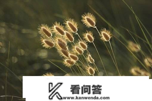 成人高考学生能够享受助学贷款吗？_武汉师育学大教育机构