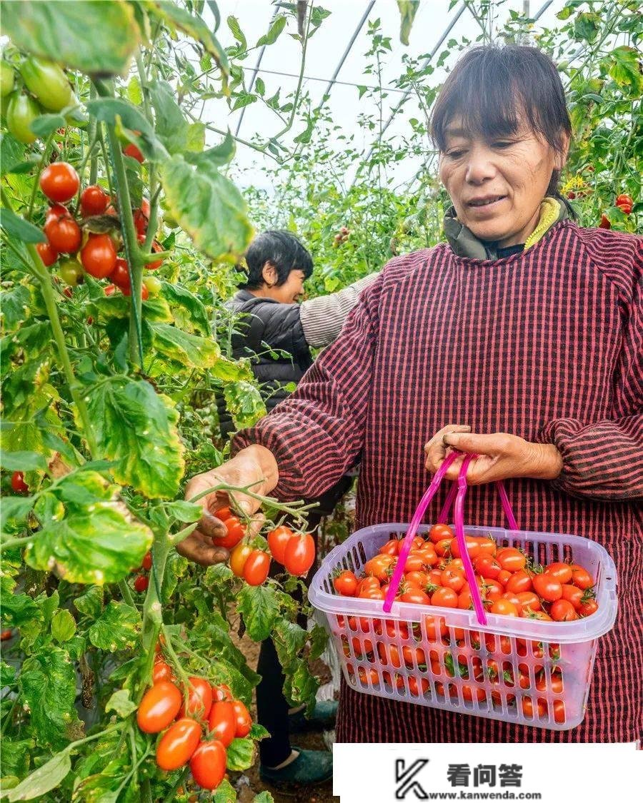 江苏24小时·滚动推送 | 如皋市：田园处处皆美景 斑斓村落入画来