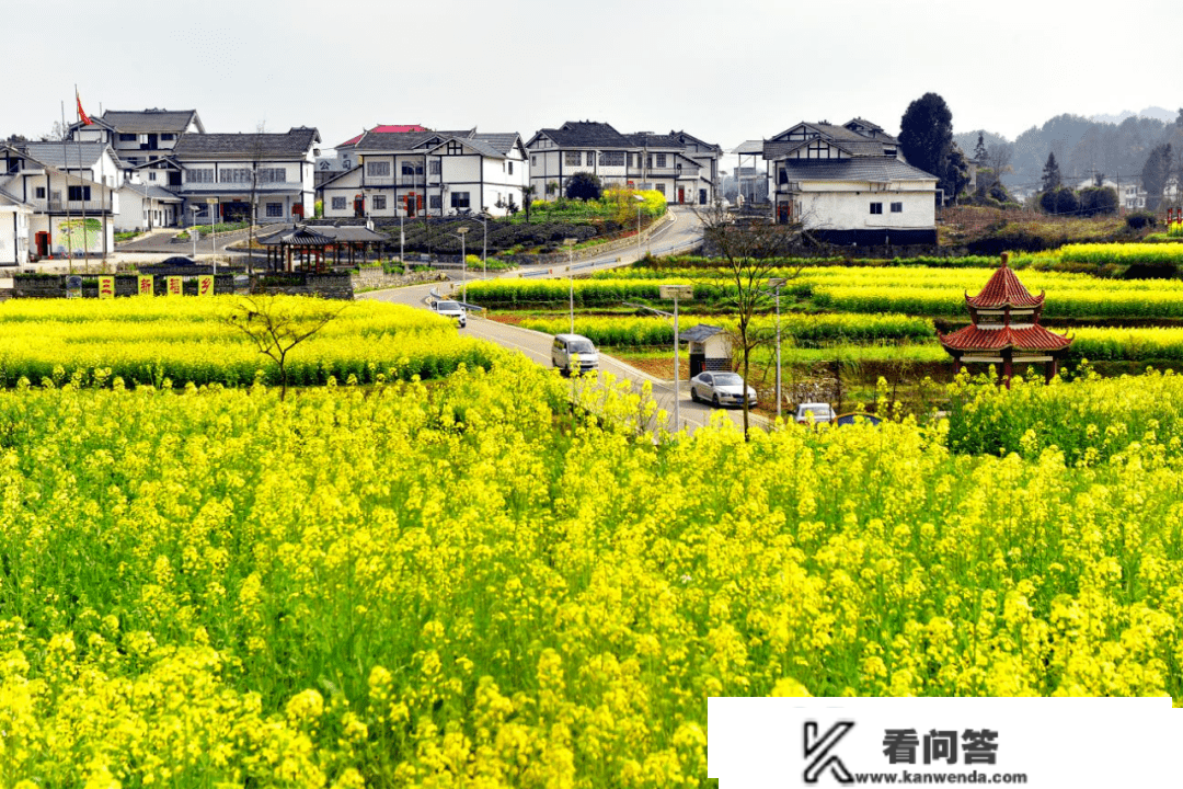 凤冈：油菜花开 三新春来