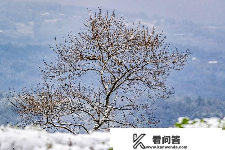 南川：雪润山乡 景美如画